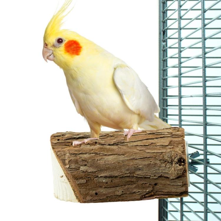Naturalna żerdź, z wolno suszonego drewna rozmiar s - dla małych papug od ParrotPlanet.pl