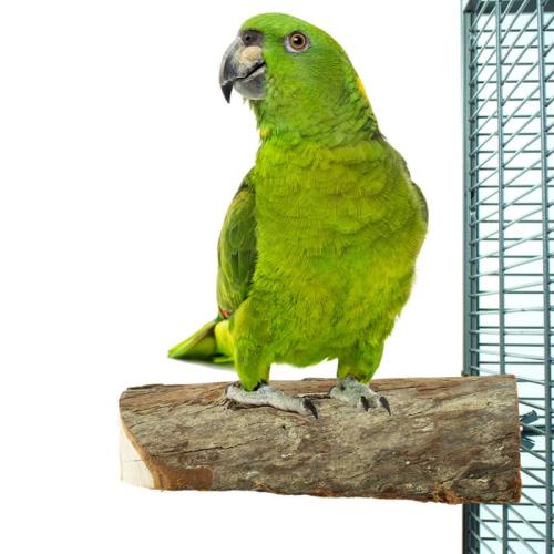 Naturalna żerdź, z wolno suszonego drewna rozmiar L - dla średnich papug od ParrotPlanet.pl