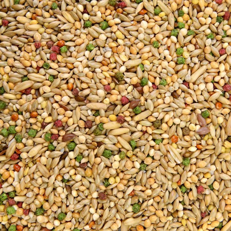Wagner's Parakeet Food Carnival Premium - Zbilansowany pokarm dla papużek falistych i innych małych papug 500g  od ParrotPlanet.pl