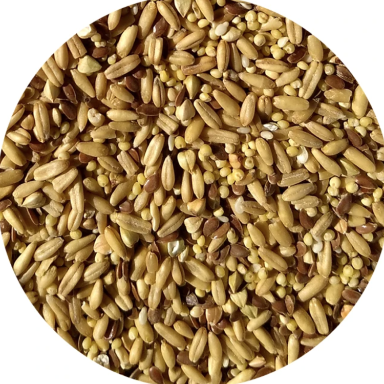 Top's Napoleon's Seed Mix - Organiczna mieszanka do kiełkowania dla małych papug 453g od ParrotPlanet.pl