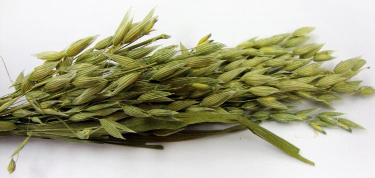 44964-food_1-scaled.jpg