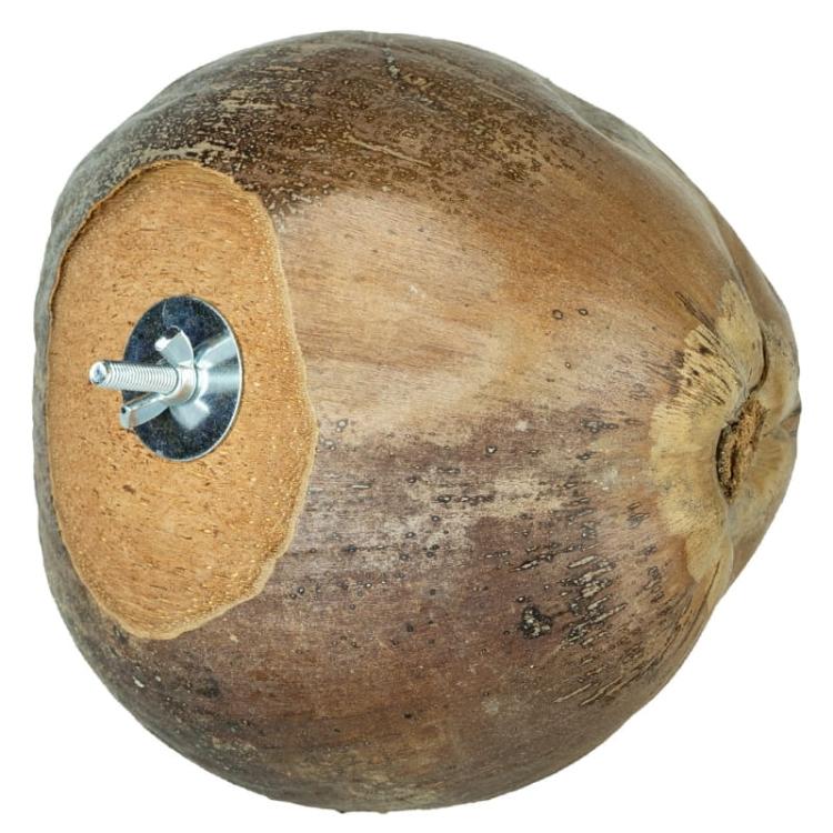 Kokosowa jaskinia - dla średnich i małych papug od ParrotPlanet.pl