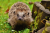 Igel.png