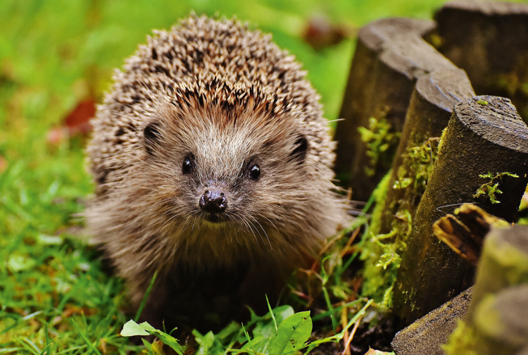 Igel.png