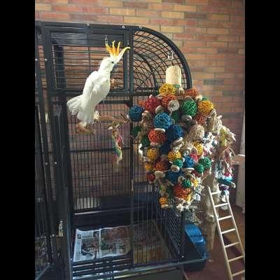 Zabawka Java z piłkami XXL - 5kg zabawy dla największych papug!  od ParrotPlanet.pl