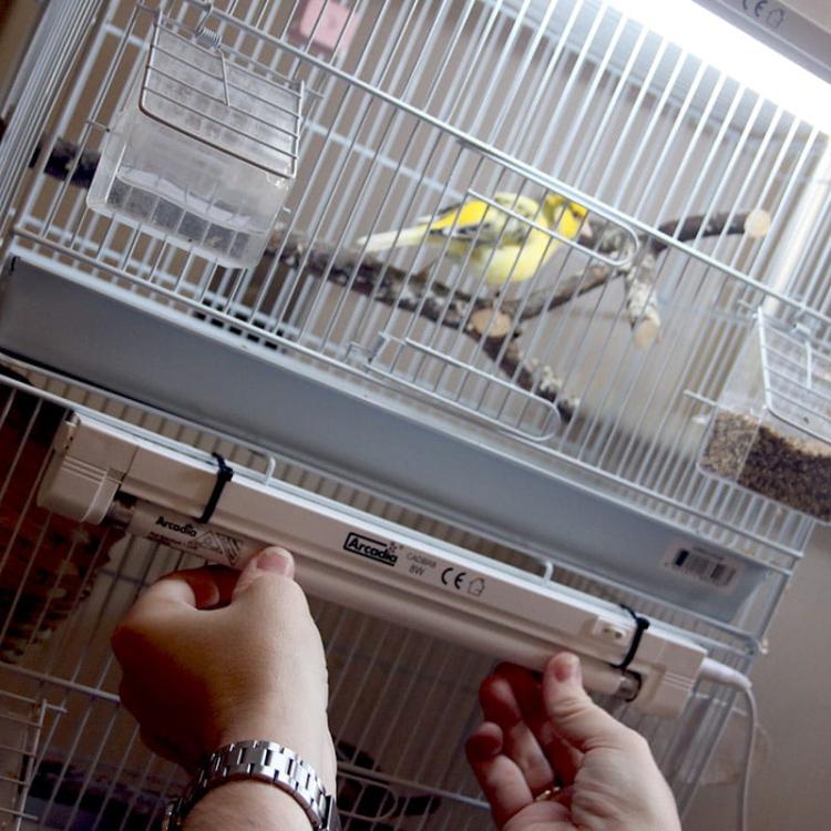 Zestaw oświetleniowy MINI T5 ze świetlówką Bird 8W 2,4% UVB+12% UVA 5800K 8W:32 cm1.jpeg