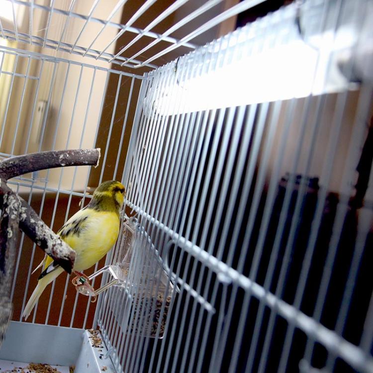 Zestaw oświetleniowy MINI T5 ze świetlówką Bird 8W 2,4% UVB+12% UVA 5800K 8W:32 cm.jpeg
