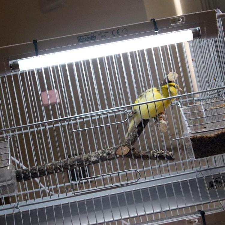 Zestaw oświetleniowy MINI T5 ze świetlówką Bird 8W 2,4% UVB+12% UVA 5800K 8W:32 cm2.jpeg
