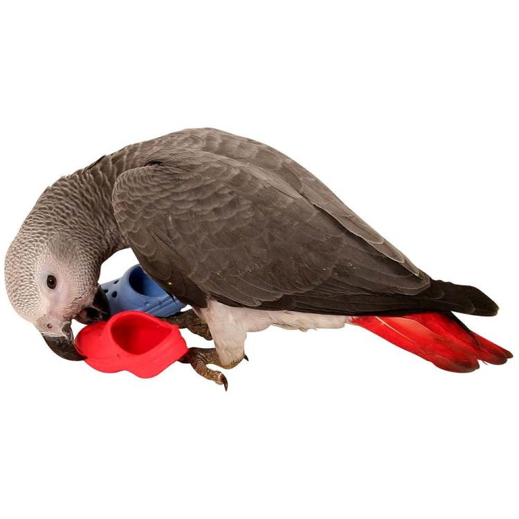 Wesołe Klapki - Zabawka do łapki dla wszystkich papug od ParrotPlanet.pl