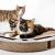 PlayPlate - CanadianCat - Plac zabaw dla kota z drapakiem - jasnoszary od ParrotPlanet.pl