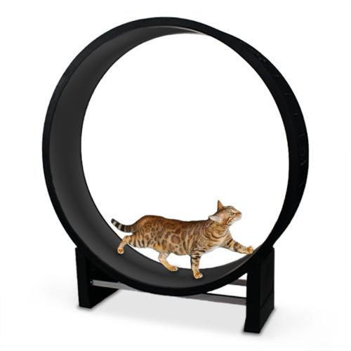Bieżnia dla KOTA CanadianCat Cat in Motion czarna od ParrotPlanet.pl