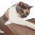 Drapak dla KOTA Canadian Cat Satellite 2.0. czekoladowy brąz od ParrotPlanet.pl