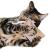 Poduszeczka do Przytulania dla kota| Canadian Cat | FELTY | beżowa | kocimiętka 5g od ParrotPlanet.pl