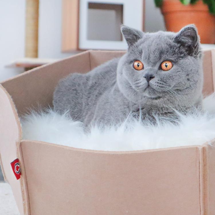 AVA | Legowisko Kosz dla kota z filcu | Canadian Cat | rozmiar L | kremowy od ParrotPlanet.pl
