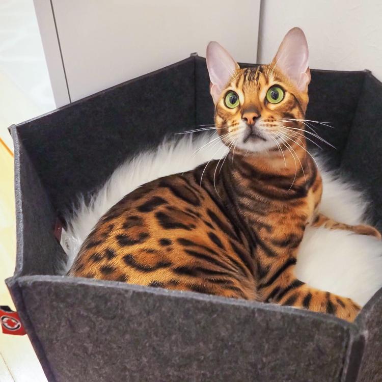 AVA | Legowisko Kosz dla kota z filcu | Canadian Cat | rozmiar L | antracyt od ParrotPlanet.pl
