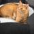 AVA | Legowisko Kosz dla kota z filcu | Canadian Cat | rozmiar L | antracyt od ParrotPlanet.pl