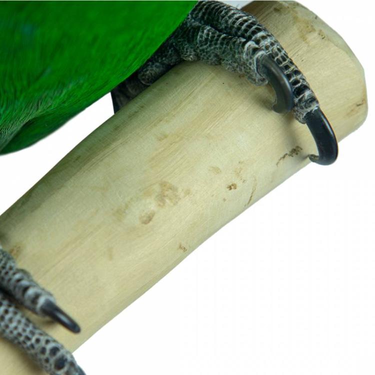 Drzewko JAVA dla papug rozm.M - średnie od ParrotPlanet.pl