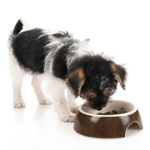 Miska ceramiczna dla psa | CanadianCat | 13 cm