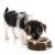 Miska ceramiczna dla psa | CanadianCat | 13 cm