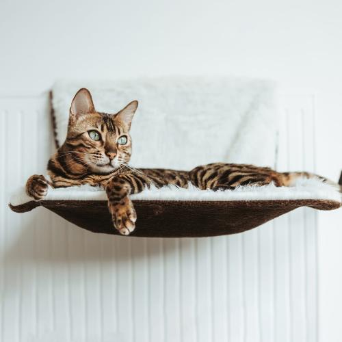 Restful Sleep | Legowisko na kaloryfer dla kota | Canadian Cat | Plusz długowłosy / welur | 46 x 26 x 31 cm | kremowobrązowe od ParrotPlanet.pl