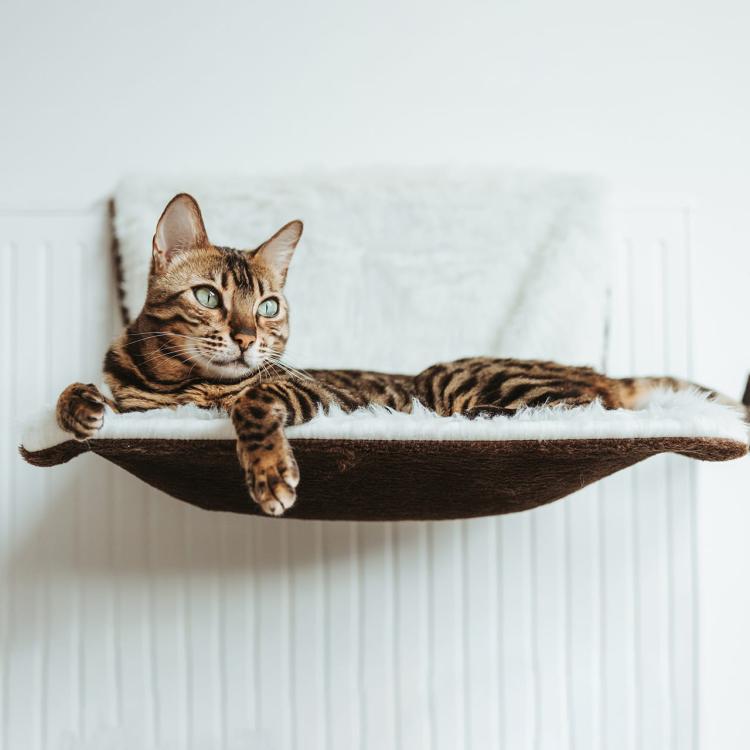 Restful Sleep | Legowisko na kaloryfer dla kota | Canadian Cat | Plusz długowłosy / welur | 46 x 26 x 31 cm | kremowobrązowe od ParrotPlanet.pl