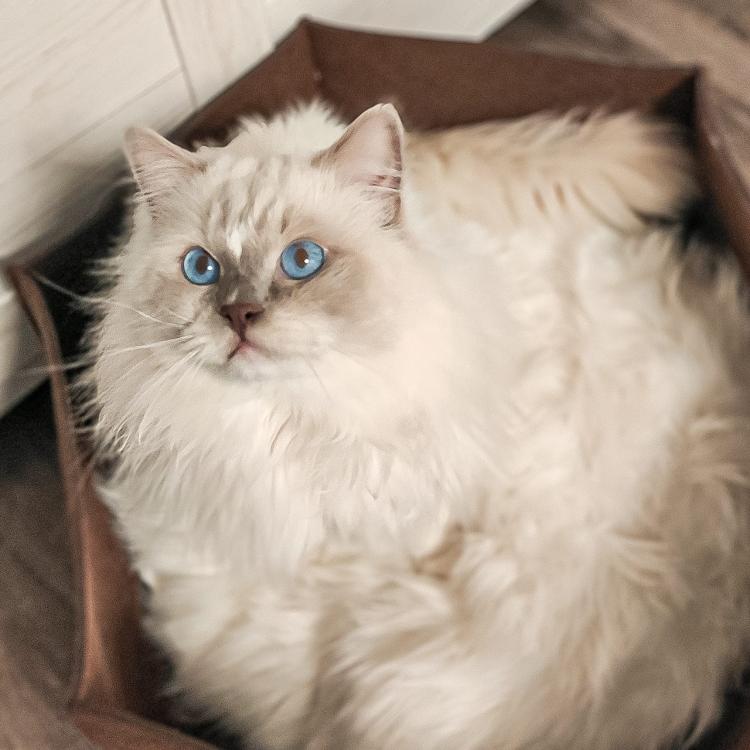AVA | Legowisko Kosz dla kota z filcu | Canadian Cat | rozmiar L | brąz od ParrotPlanet.pl
