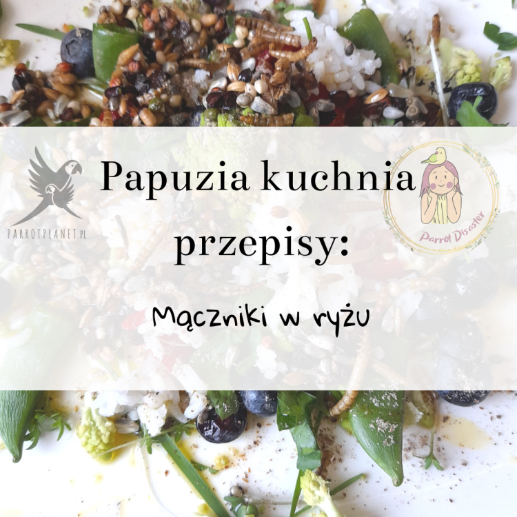 PaPuzia Kuchnia ParrotPlanet- MĄCZNIKI W RYŻU - Autorski Przepis Adzioszki z Parrot Disaster
