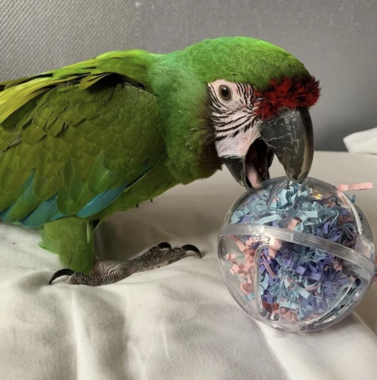 Zabawka Bufet w piłce dla papug od ParrotPlanet.pl