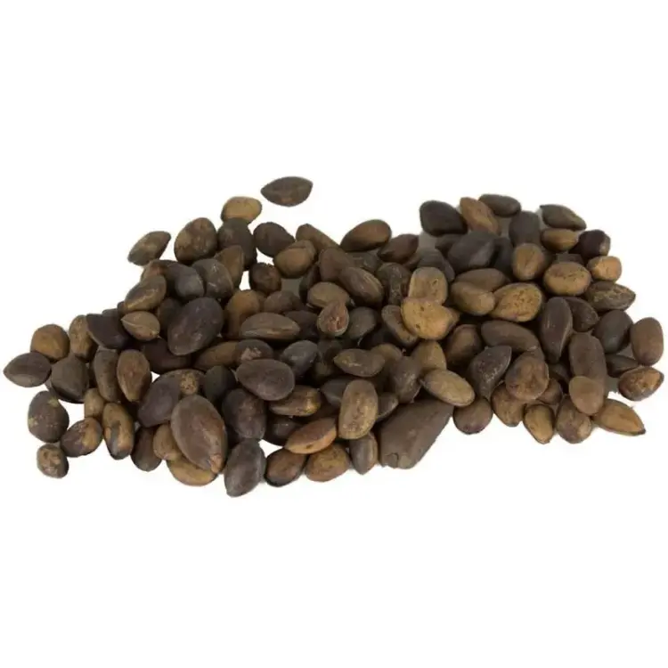 Back Zoo Nature -  Orzechy Cedrowe dla papug 200g od ParrotPlanet.pl