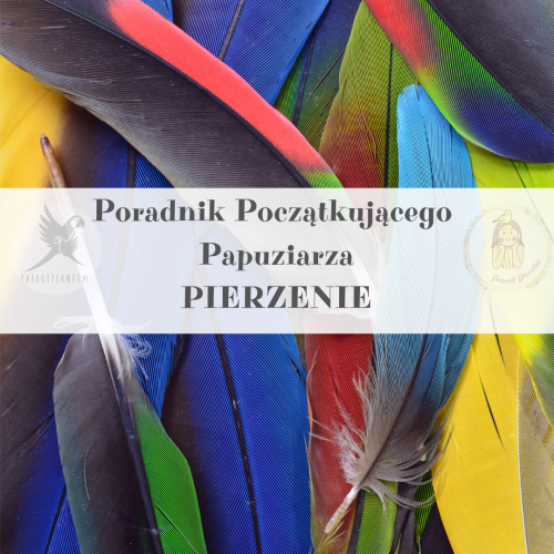 Poradnik ParrotPlanet - Poradnik Początkującego Papuziarza - Pierzenie - czyli co każdy papuziarz wiedzieć powinien
