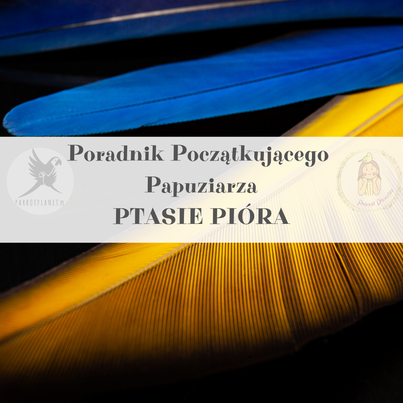 Poradnik ParrotPlanet - Poradnik Początkującego Papuziarza - Papuzie Pióra - czyli prawda w piórze zawarta