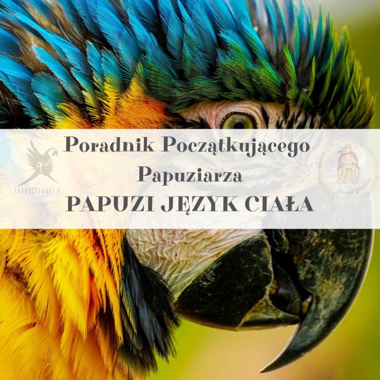 Poradnik ParrotPlanet - Poradnik Początkującego Papuziarza - JĘZYK CIAŁA PAPUGI- czyli co mówi Twój Ptak