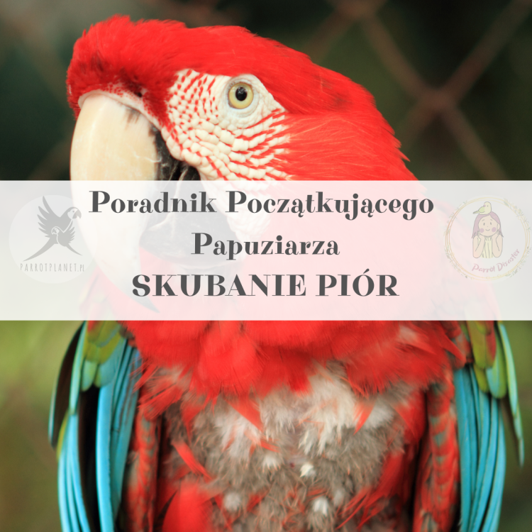 Poradnik ParrotPlanet - Poradnik Początkującego Papuziarza - SKUBANIE: PRZYCZYNY, PORADY