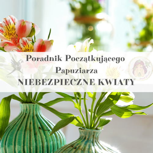 Poradnik ParrotPlanet - NIEBEZPIECZNE ROŚLINY DONICZKOWE- Poradnik Początkującego Papuziarza
