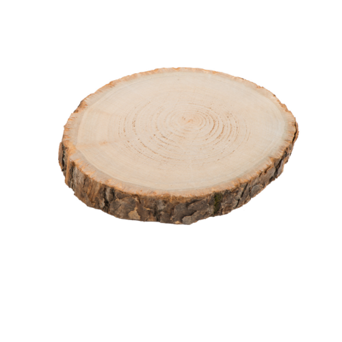 Plaster drewna brzozowego do łapki lub zabawek DIY dla papug średnica 6-9 cm od ParrotPlanet.pl