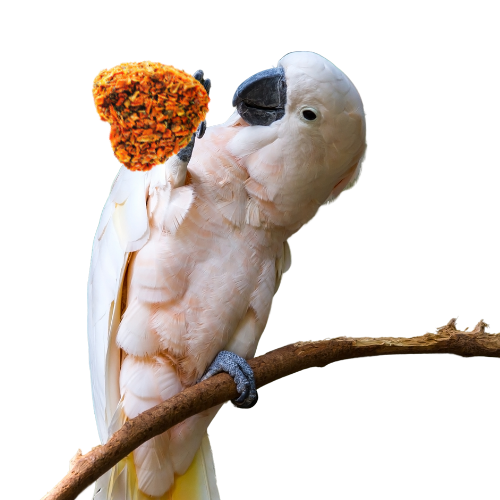 Serce z Marchewką - pyszności z miłości dla wszystkich papug od ParrotPlanet.pl