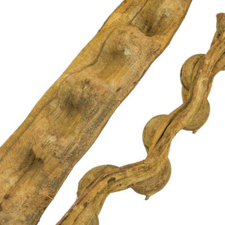 Naturalna Liana dla największych PaPug od 100 do 120 cm średnica od 4 do 6 cm XL/XXL