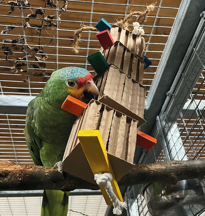 Radosna Wieża - zabawka dla średnich i dużych papug od ParrotPlanet.pl