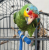 Podwójna terapeutyczna żerdź piaskowana M - dla średnich papug od parrotplanet.pl