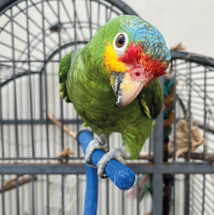 Podwójna terapeutyczna żerdź piaskowana M - dla średnich papug od parrotplanet.pl