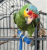 Podwójna terapeutyczna żerdź piaskowana M - dla średnich papug od parrotplanet.pl