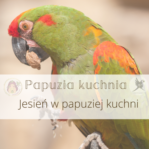PAPUZIA Kuchnia ParrotPlanet- JESIEŃ W PAPUZIEJ KUCHNI- Autorski Przepis Adzioszki z Parrot Disaster
