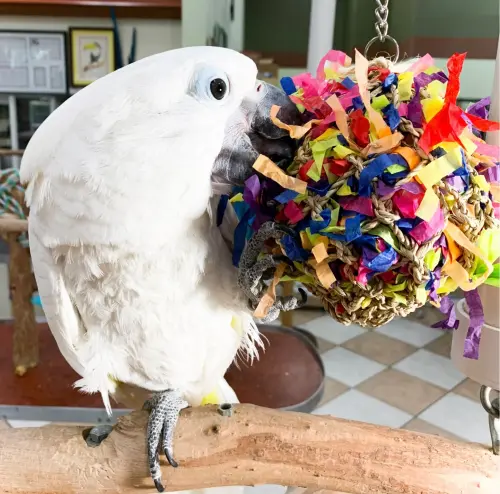 Piłka do dziobania XL - dla dużych i średnich PaPug od ParrotPlanet.pl