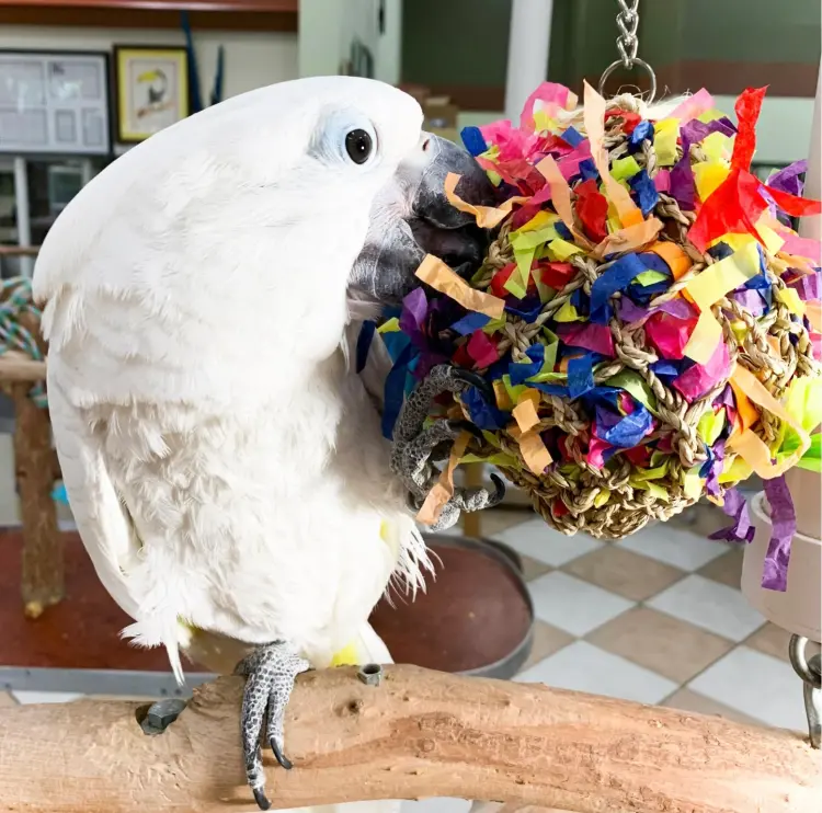 Piłka do dziobania XL - dla dużych i średnich PaPug od ParrotPlanet.pl