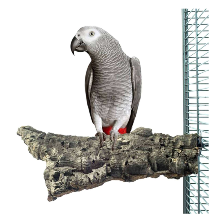 Naturalna żerdź, z kory dębu korkowego rozmiar L - dla dużych i średnich papug od ParrotPlanet.pl