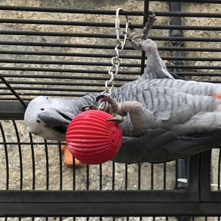Interaktywna kula do nauki prostych dźwięków dla papug od ParrotPlanet.pl