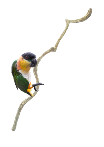 Liana czyli Duża, Naturalna. Pokręcona Żerdź dla papug - Gałąź 60 cm od ParrotPlanet.pl
