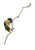 Liana czyli Duża, Naturalna. Pokręcona Żerdź dla papug - Gałąź 60 cm od ParrotPlanet.pl