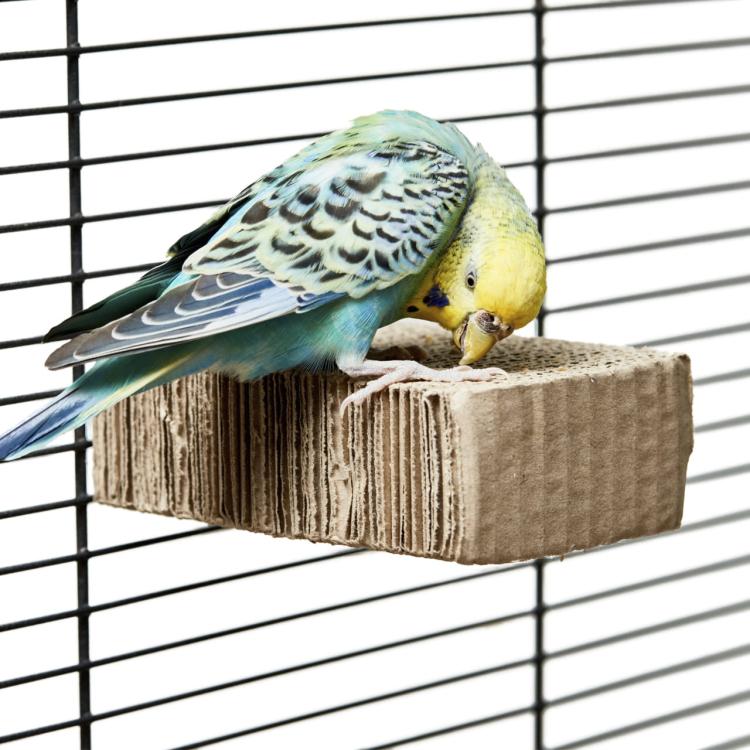 Tekturowa Kryjówka - zabawka dla papug rozm.S od ParrotPlanet.pl