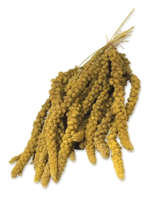 LoLo Pets BASIC Millet 100g proso żółte w kłosach od ParrotPlanet.pl